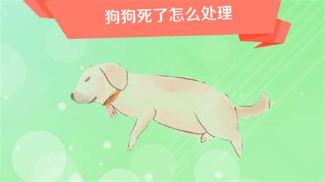 狗狗死在路邊怎麼辦 中國顏色意義